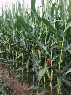 河北省第五十二次審定通過主要農(nóng)作物品種名單公布 助力農(nóng)業(yè)生產(chǎn)提質(zhì)增效