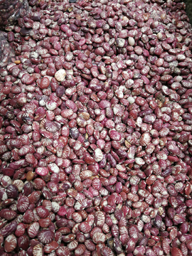 蕓豆 從種子到餐桌的綠色旅程