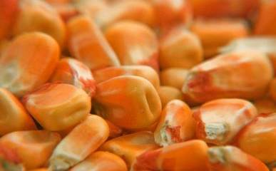 農(nóng)作物種子選購全攻略 科學(xué)選種，豐收保障