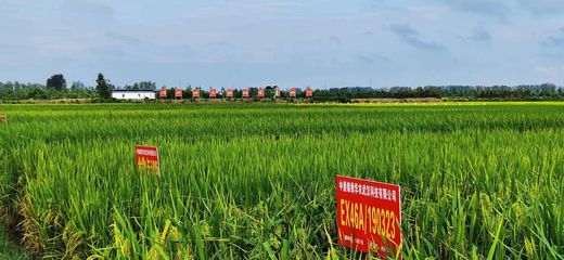 湖北省新增29個(gè)國家和省級(jí)農(nóng)作物展示評(píng)價(jià)基地，筑牢現(xiàn)代種業(yè)發(fā)展根基