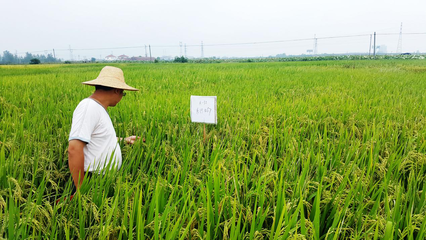 攜手并進(jìn)，共創(chuàng)未來 網(wǎng)總管與禾佳源農(nóng)業(yè)共建特用型農(nóng)作物種子新篇章