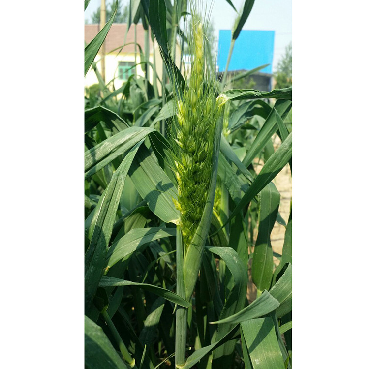 綠野新希望 樂陵弭科有機(jī)彩色小麥的培育與價(jià)值