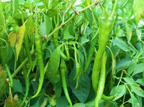 6畝收入54000元，被老鄉(xiāng)稱作“搖錢樹(shù)”的種子，到底種啥這么賺錢？