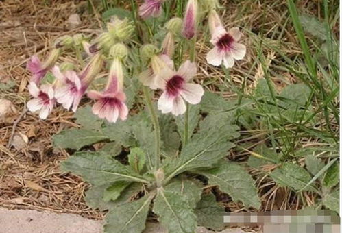 昔日田間尋常物，今朝海外黃金種——那些身價倍增的鄉(xiāng)土作物傳奇