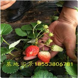 農作物種子與種苗 價格、廠家與批發(fā)采購指南